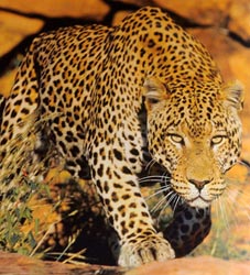 DSC_5626 Etosha